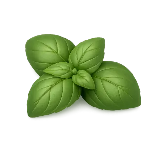 basil fresh